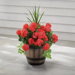 Large Kentucky Walnut Brown Resin Wine Barrel Planter